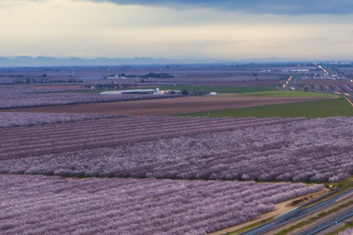 California Almonds: From Spanish Missions to Global Markets - Part 2